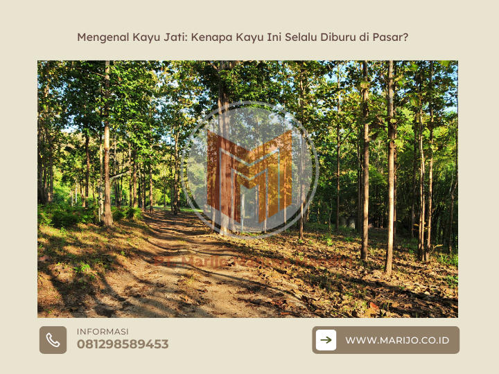 Mengenal Kayu Jati: Kenapa Kayu Ini Selalu Diburu di Pasar? 2 ✅ | Jualkayu 2026 Mengenal Kayu Jati Kenapa Kayu Ini Selalu Diburu di Pasar